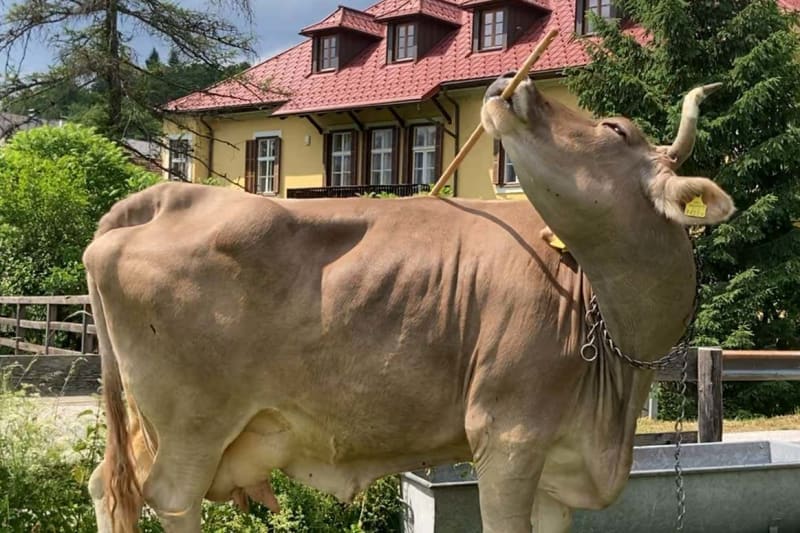 Veronika the Cow Uses Tools, Changes What We Know - Image 2