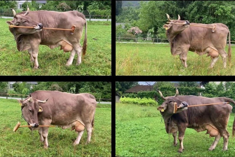 Veronika the Cow Uses Tools, Changes What We Know