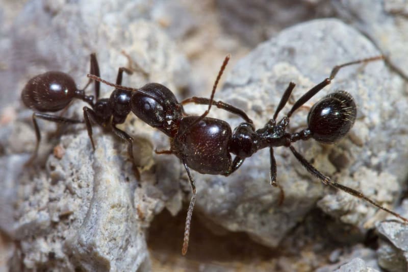 Japanese Ant Species Ditches Males, Every Ant a Queen - Image 5