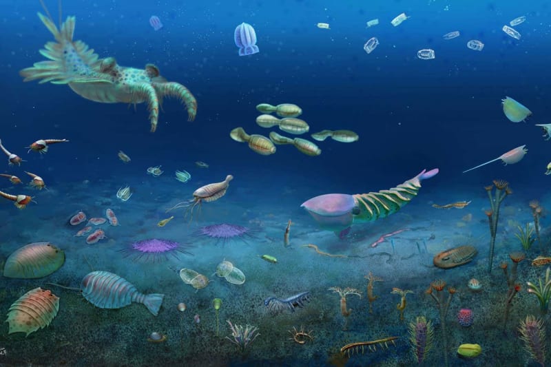 512-Million-Year-Old Ecosystem Discovered in China