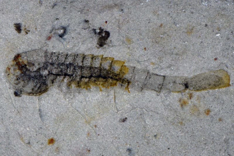 512-Million-Year-Old Ecosystem Discovered in China - Image 3