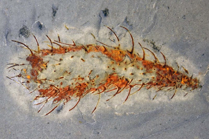 512-Million-Year-Old Ecosystem Discovered in China - Image 4