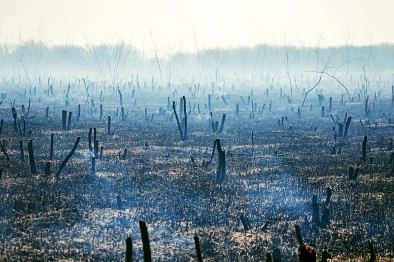 Green Energy Now Too Cheap for Politics to Stop - Image 5