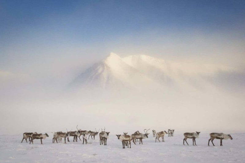 Journalist's 20-Year Arctic Study Shows Region's Global Hope