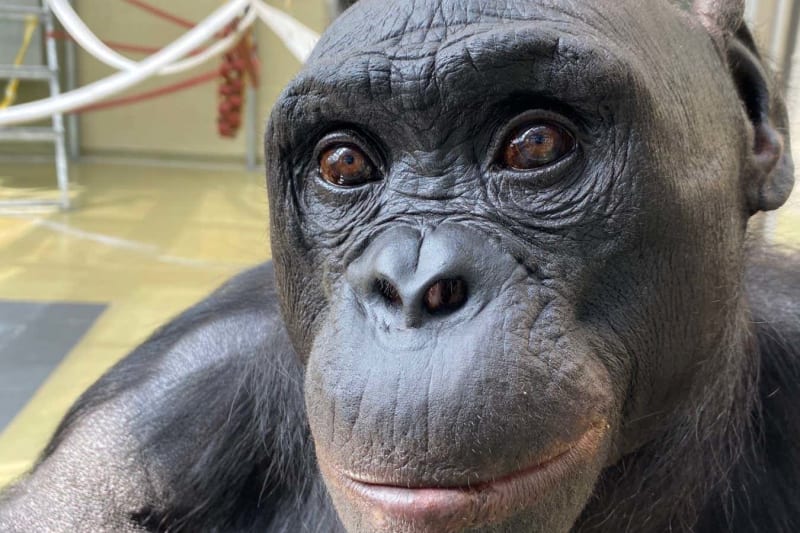 Bonobo Kanzi Pretended to Drink Tea Like a Human Child