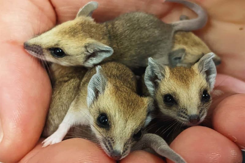 Scientists Film Newborn Marsupials' First Journey to Pouch - Image 3