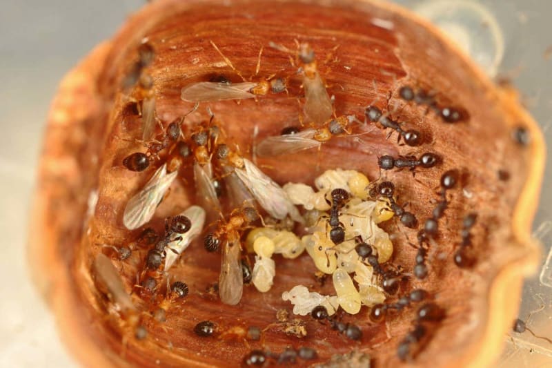 Japanese Ant Species Ditches Males, Every Ant a Queen - Image 3