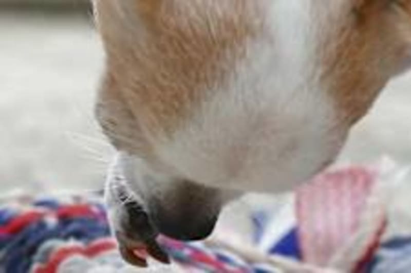 Brave Firefighters Save Golden Retriever in Heartwarming Ice Rescue - Image 4