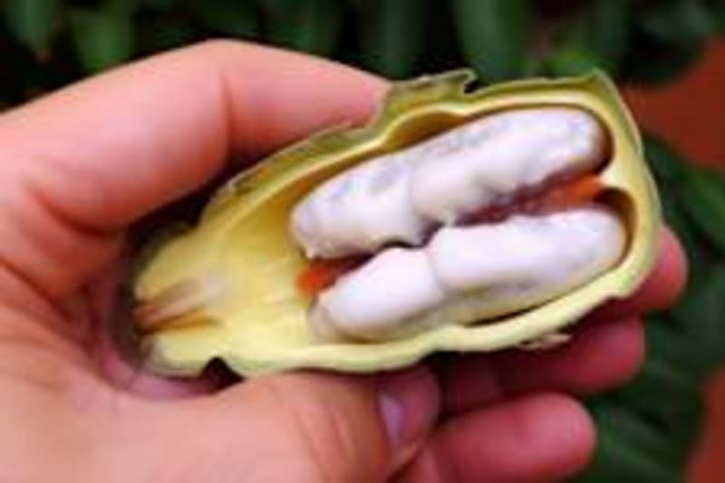 5,000-Year-Old Whale Harpoons Rewrite Hunting History - Image 5