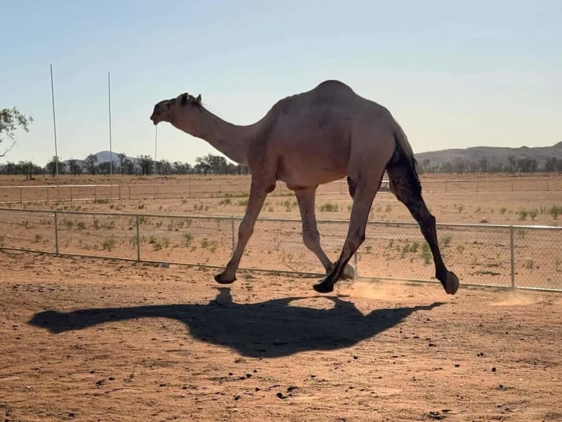 Australia Tackles Feral Camel Crisis in Remote Communities - Image 4