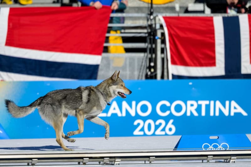 Dog Crashes Olympic Race, Steals Hearts at Finish Line - Image 3