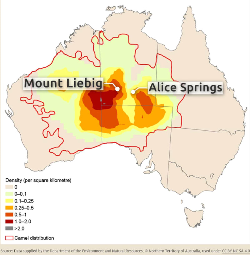 Australia Tackles Feral Camel Crisis in Remote Communities - Image 5