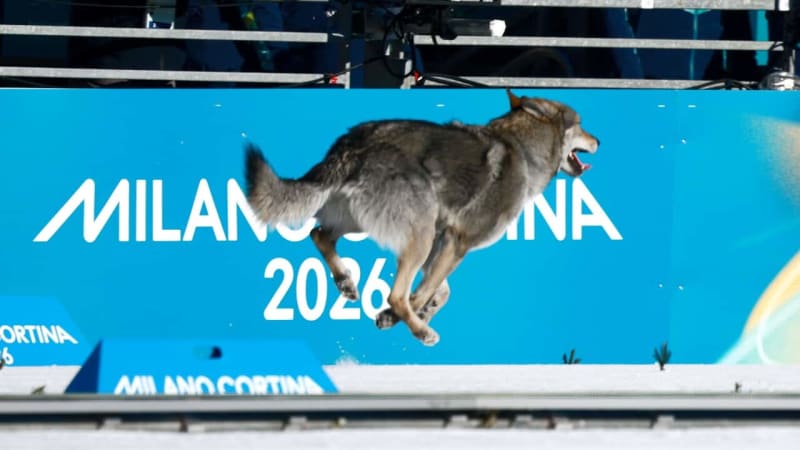 Dog Crashes Olympic Race, Steals Hearts at Finish Line