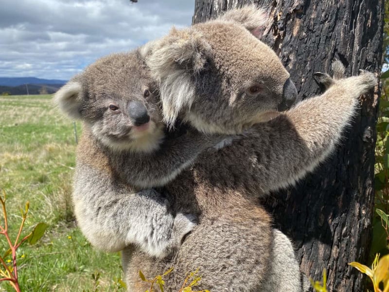 South Australia's Koalas Thrive After Near Extinction - Image 2