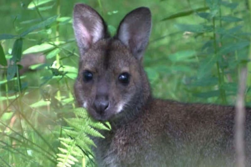 Australian Wallabies Thrive on Remote British Island - Image 3