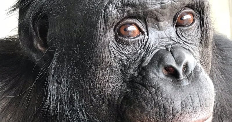 Bonobo Kanzi Played Make-Believe in Tea Party Study