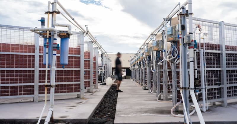 Hawaii Seaweed Cuts Cow Methane 80% While Boosting Profit