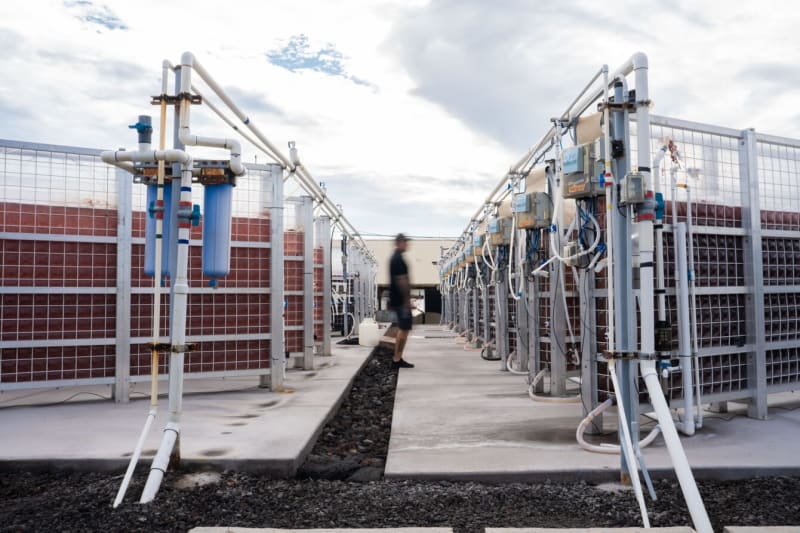 Hawaii Seaweed Cuts Cow Methane 80% While Boosting Profit - Image 3