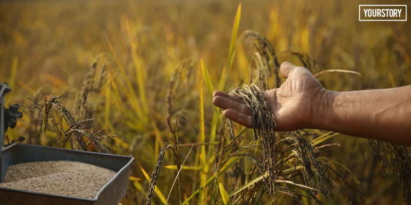 Indian Rice Trader Revives Ancient 'Buddha's Prasad' Crop