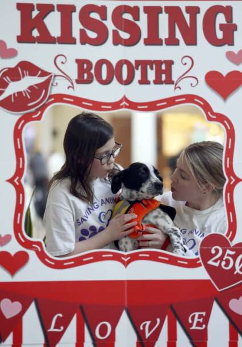 Rescue Dogs Kiss Shoppers at Mall Adoption Event - Image 2