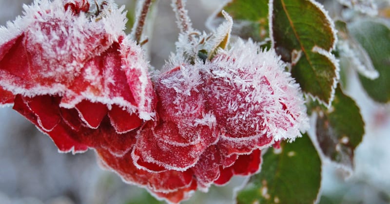 Botanist Shares 7 Easy Medicinal Plants You Can Grow - Image 3