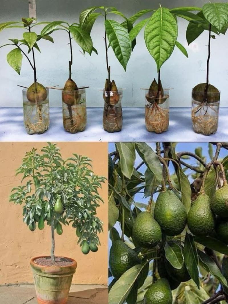 Woman Transforms 400 sq ft Balcony Into Thriving Ecosystem - Image 3