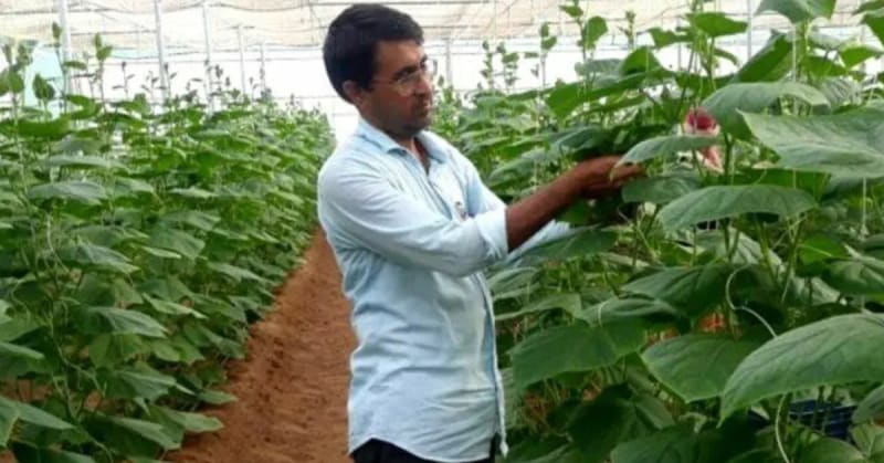 One Indian Farmer Sparked a $47 Million Strawberry Boom - Image 3