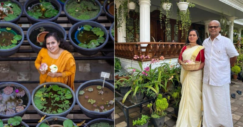 Bengaluru Gardener Grows Mangoes in 16-Inch Pots - Image 4
