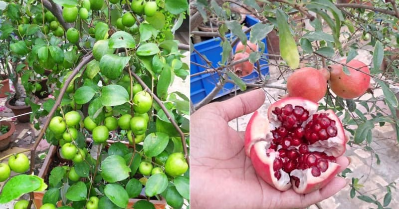 Woman Grows 17 Fruits in Fish Crates on 350 sq ft Terrace - Image 5