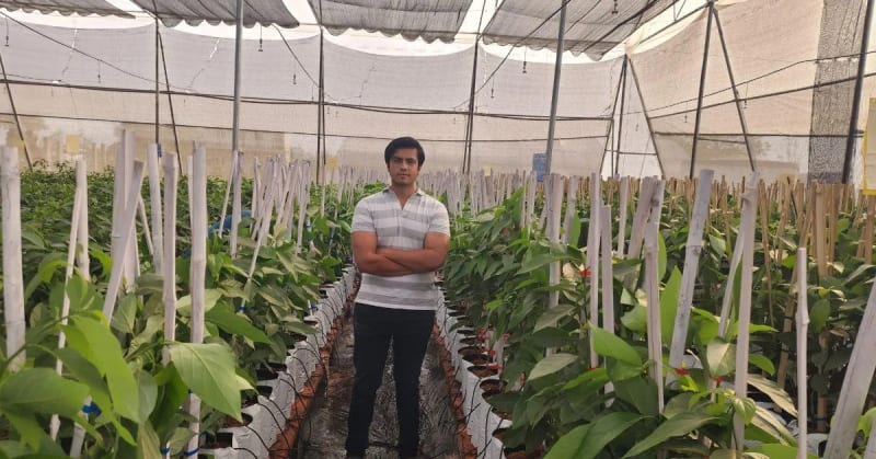 Indian Farmers Perfect Avocado Growing With 7 Simple Tips - Image 4