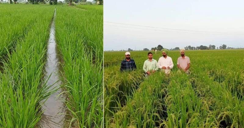 Retired Officer Cuts Rice Water Use By 75% in Punjab - Image 5