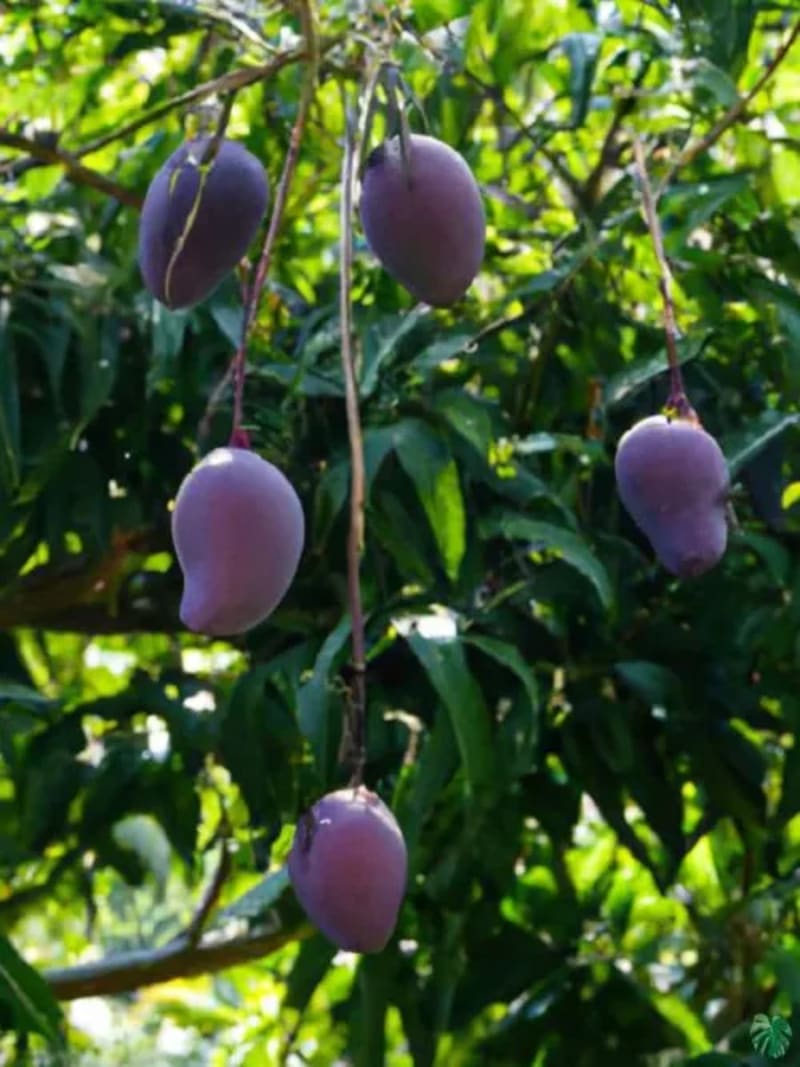 Indian Farmer Grows $2,700/kg Miyazaki Mangoes on His Roof - Image 4