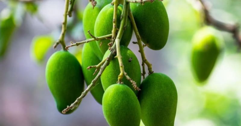 India Saves 5 Rare Mango Varieties From Extinction - Image 4