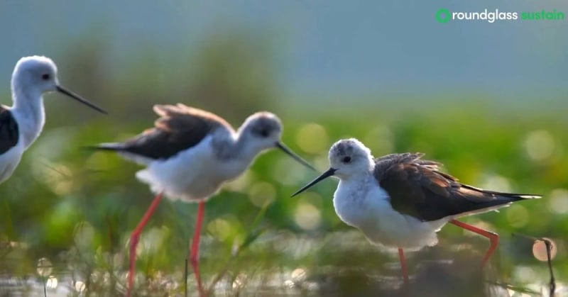 Indian Village Stops Poaching, Now Protects 300K Birds - Image 4
