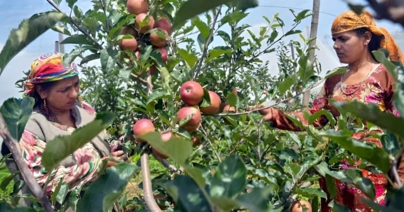 Himachal Farmers Choose Smarter Apples Over Artificial Ice - Image 5