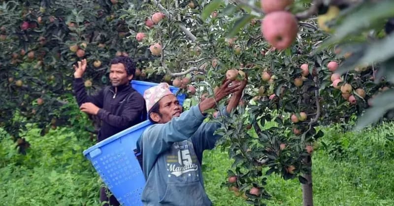 Himachal Farmers Choose Smarter Apples Over Artificial Ice - Image 4