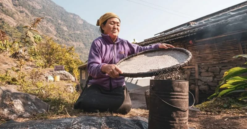 Himachal Homestay Teaches Cheesemaking Amid Apple Orchards - Image 5