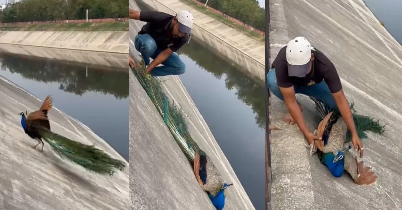 Jaipur Team Saves Exhausted Peacock Trapped in Canal - Image 5