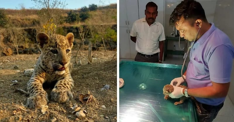 India Wildlife Center Has Saved 40,000 Animals Since 1999 - Image 4