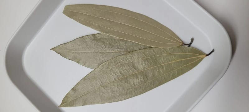 Botanist Shares 7 Easy Medicinal Plants You Can Grow - Image 5
