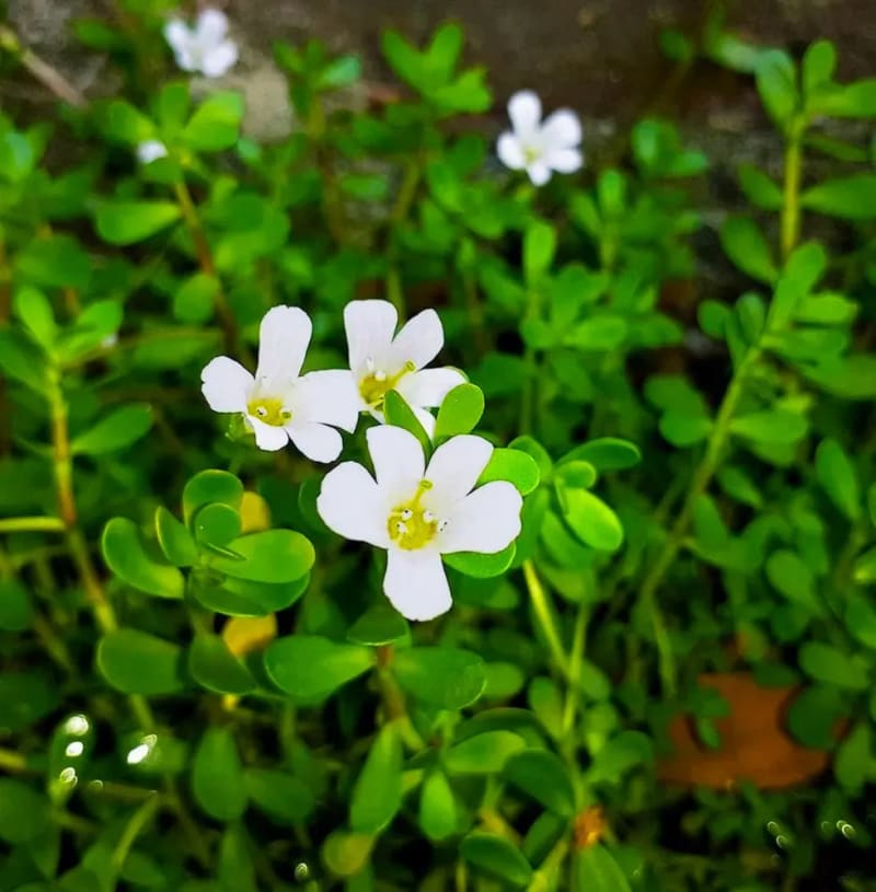 Botanist Shares 7 Easy Medicinal Plants You Can Grow - Image 4