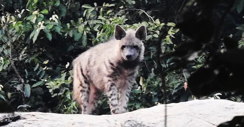 Mountaineer Saves 18 Striped Hyenas in West Bengal - Image 5