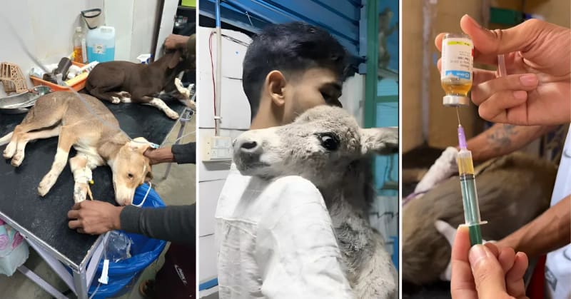 24-Year-Old Runs Delhi Shelter for 200 Rescued Animals - Image 5