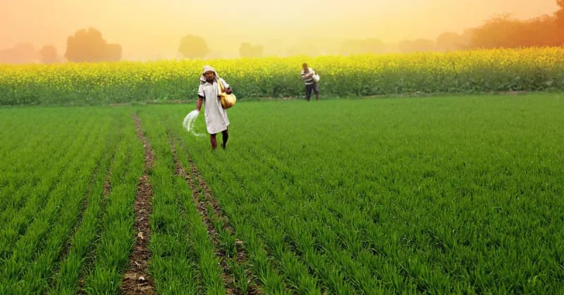 Indian Farmers Cut Water Use While Boosting Winter Harvests