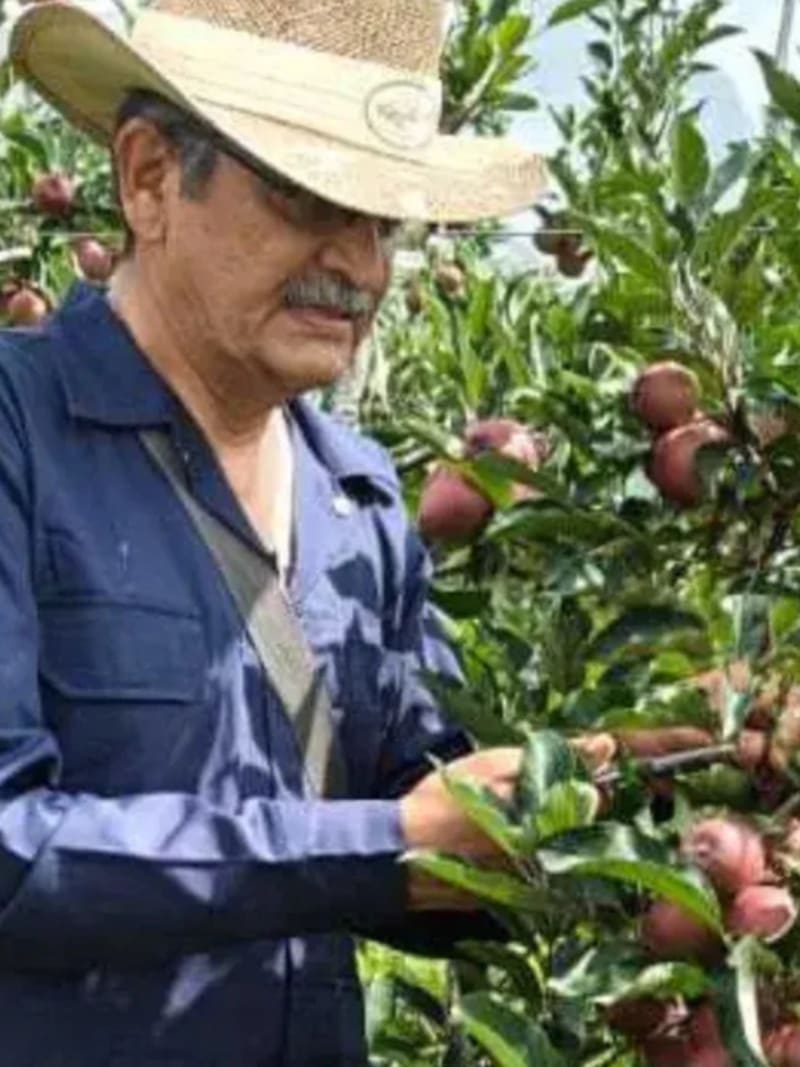 Healthy apple trees laden with red organic fruit in Himalayan orchard in Manali, India
