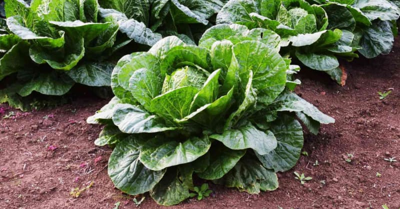Winter Cabbage Growing Guide Brings Fresh Food to Homes