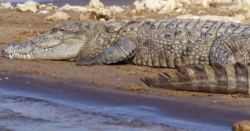 Odisha's Rivers Now Home to 84 Crocodiles After Decline
