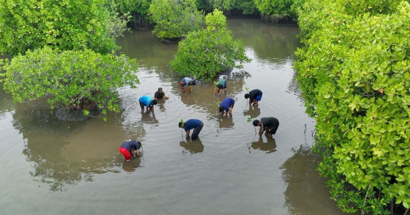 Kerala Project Saves 37 Acres of Vanishing Mangrove Forests