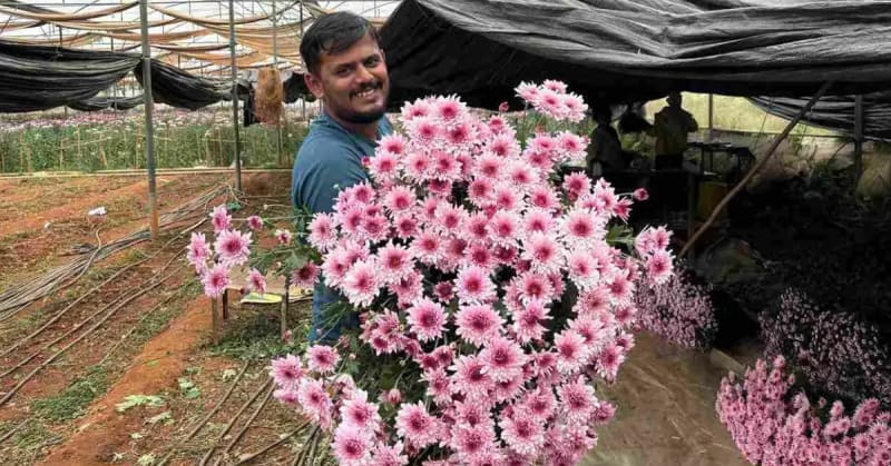 Bengaluru Flower Farmer Earns $8K/Month Growing Chrysanthemums