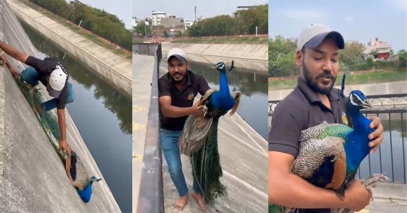 Jaipur Team Saves Exhausted Peacock Trapped in Canal